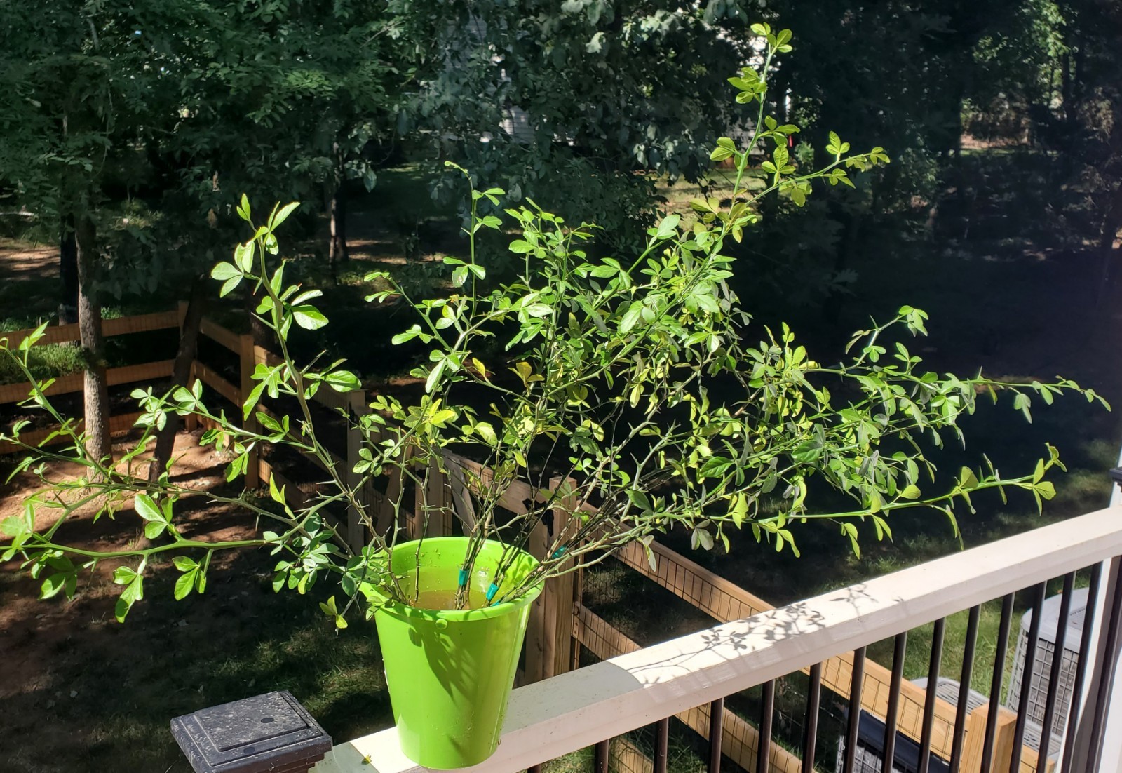 Poncirus Trifoliata Citrus Trifoliate Oranges (2 Ct) YEAR 4 Seedlings 18-24″ 🍊