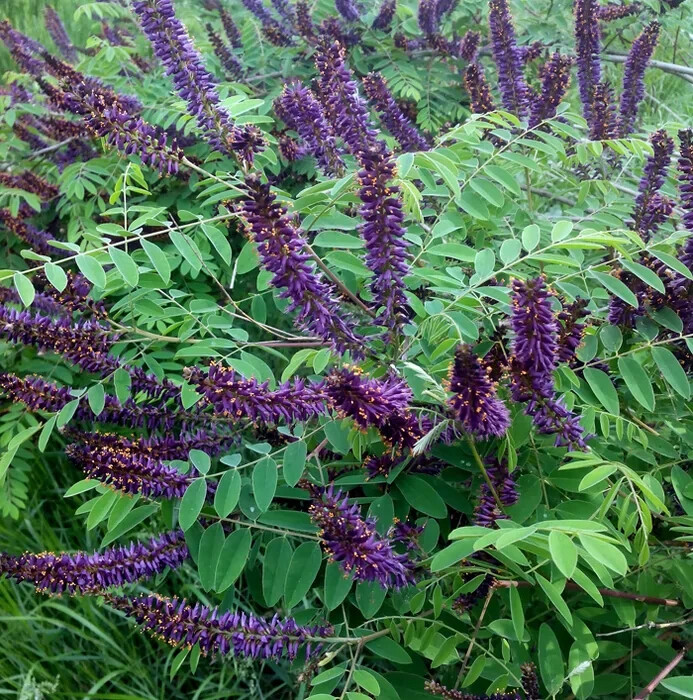 False INDIGO BUSH Amorpha Fruticosa – 150+ SEEDS