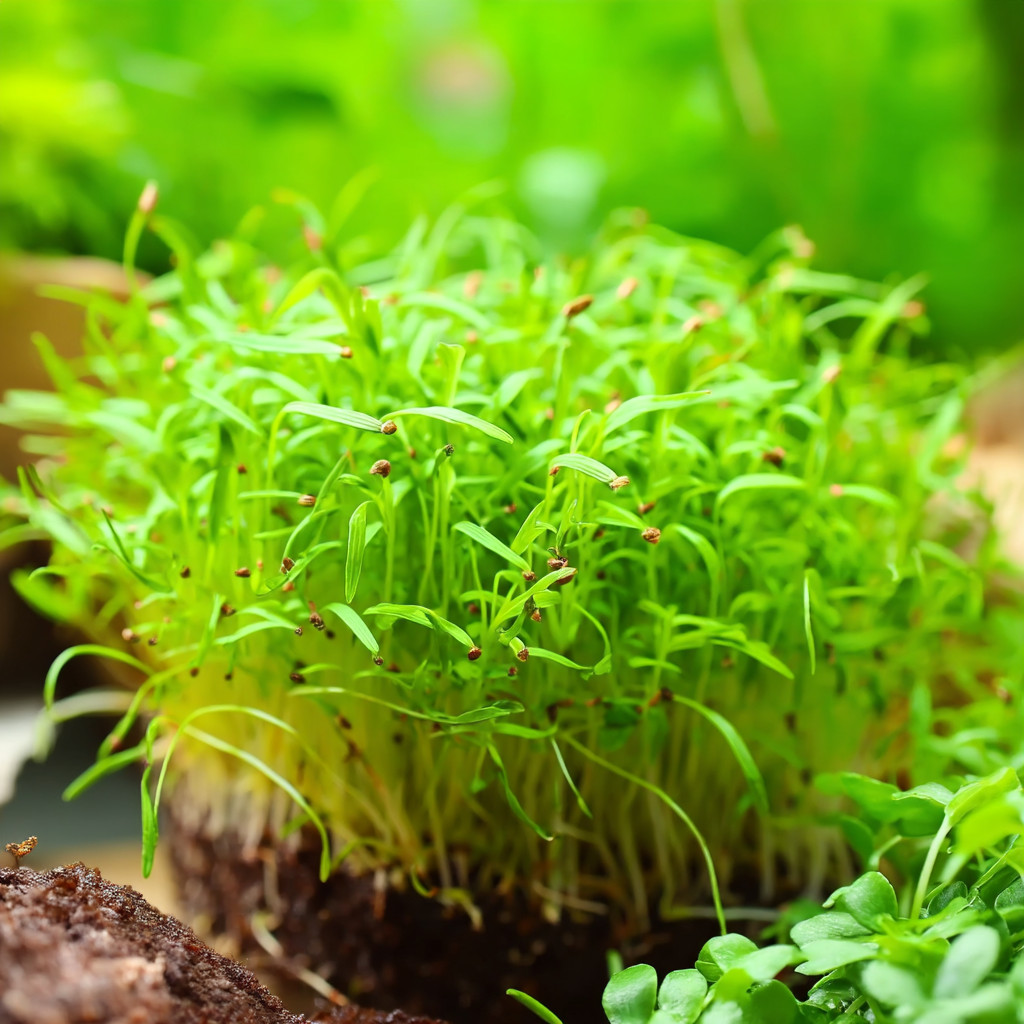 Alfalfa Organic Microgreen 1 oz pack Seeds | Nutritious, Fast-Growing Greens
