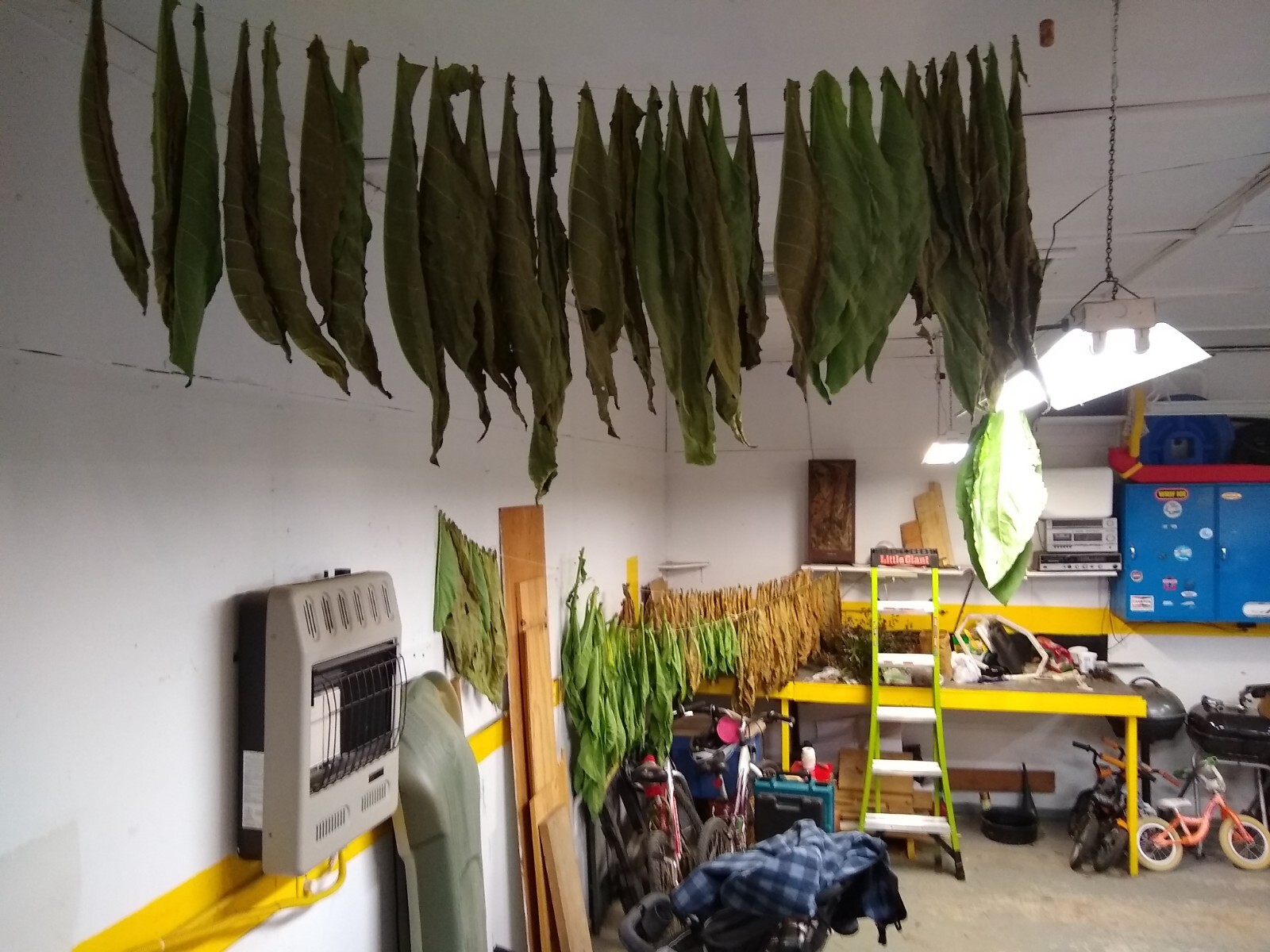 1000 “Great Lakes Gold” Tobacco Seeds FROM MICHIGAN! Organic, Heirloom, non-GMO