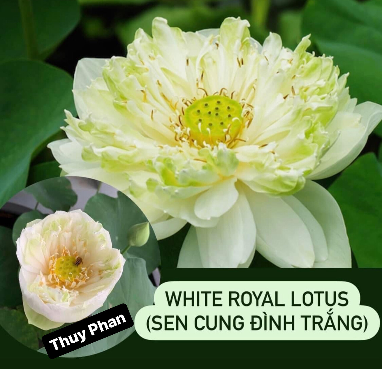 5 Lotus Seedings (Pink, Snow White, Royal, Guan Yin, Mini) – ready for potting