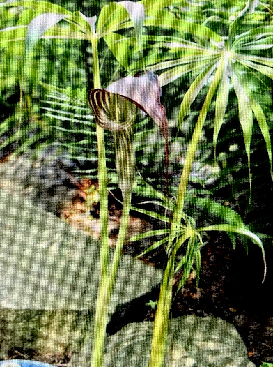 ARISAEMA CONSANGUINEUM -Himalayan Cobra Lily, 1 Small Bulb 1/16 oz. to 3/8 oz.