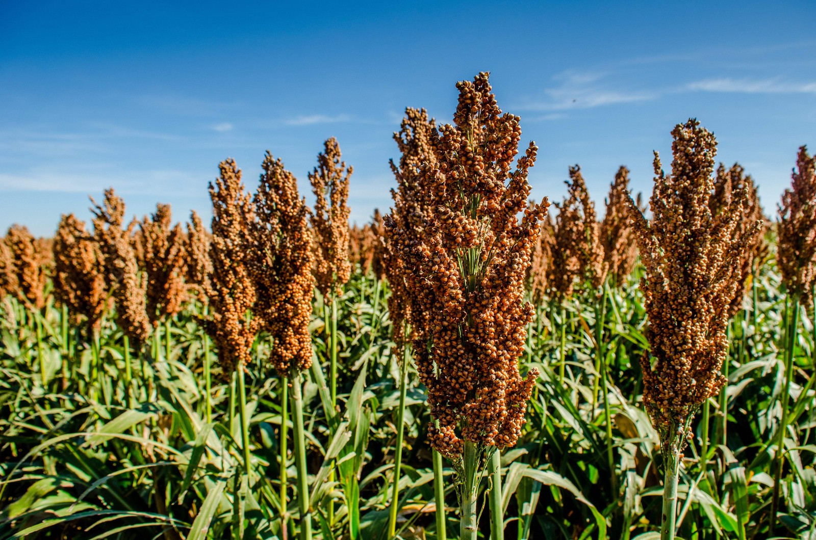 50 MENNONITE SORGHUM Sugar Cane Sorghum Bicolor Grain Vegetable Seeds *Flat Ship