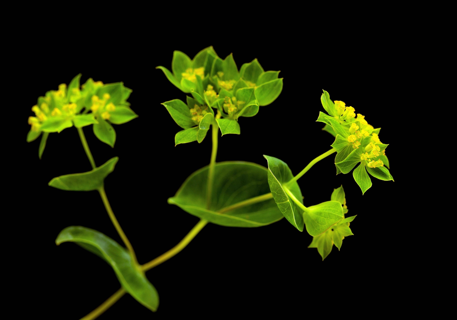 100 GREEN GOLD BUPLEURUM Griffithii Rotundifolium Hares Thoroughwax Flower Seeds