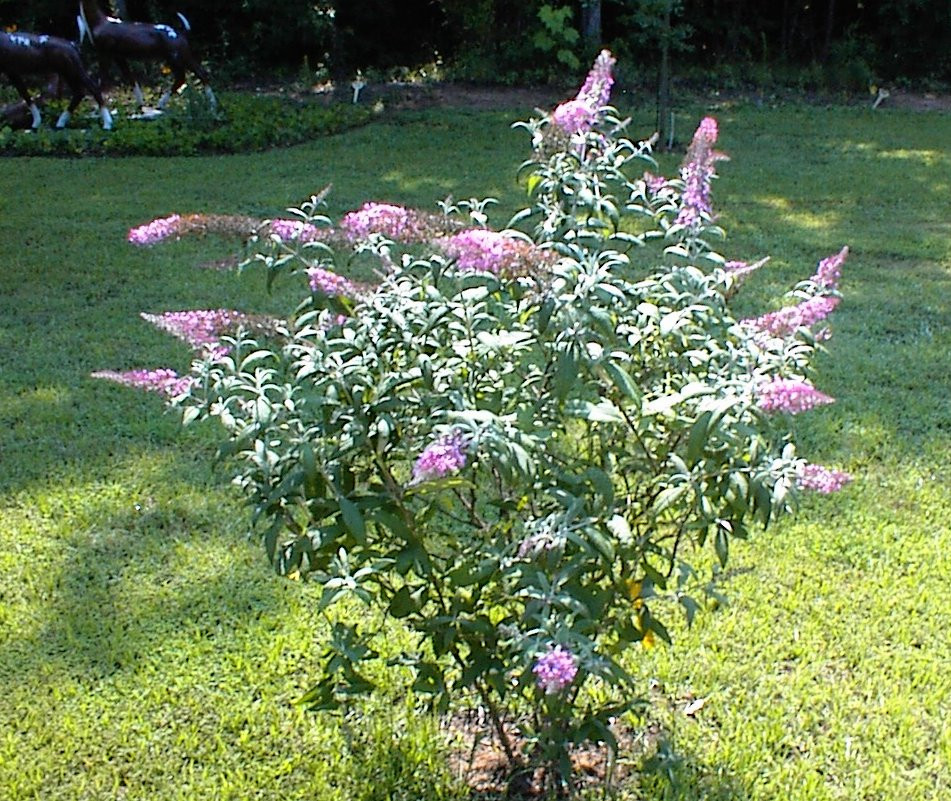 100 Seeds of Pink Delight Butterfly Bush Budhelia Shrub Flowering Tree USA Sell