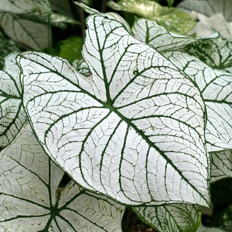 5 Fancy-Leaf CALADIUM Bulbs~CANDIDUM SR.~White w/Green Veins~FREE SHIPPING