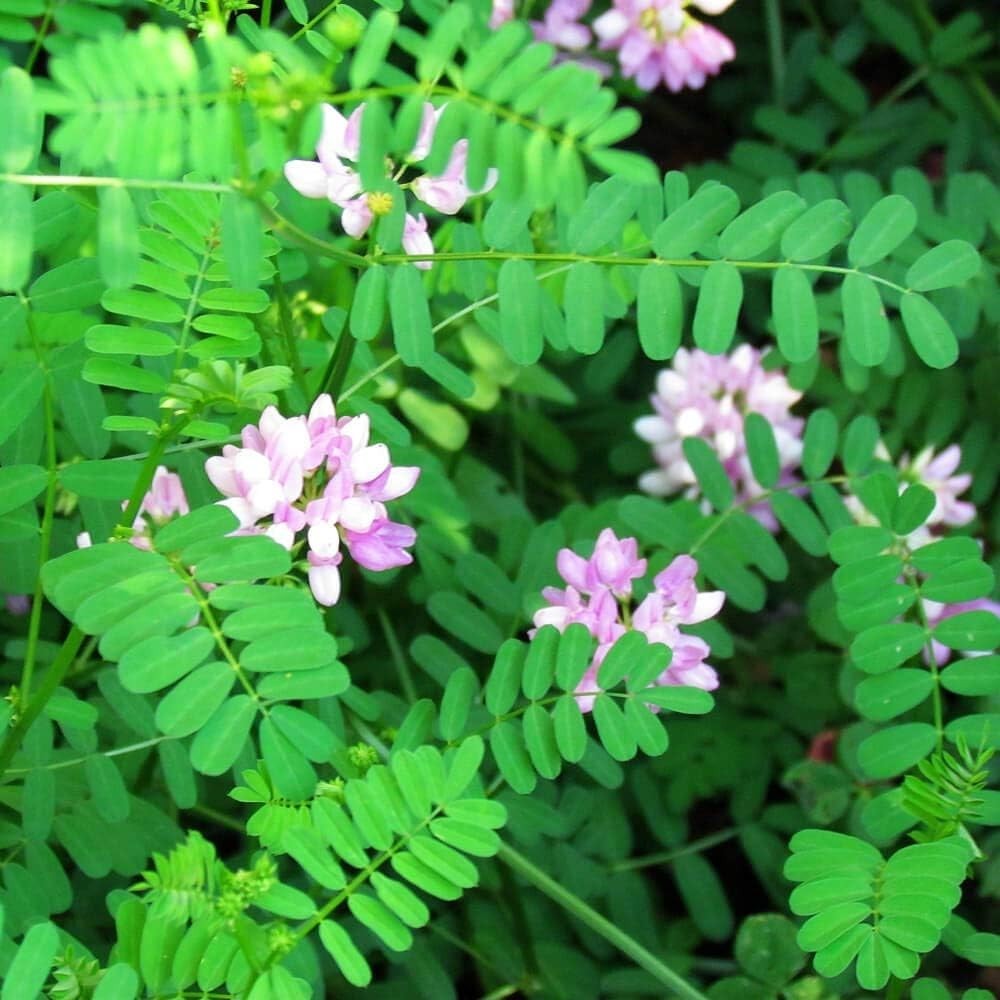 Crown Vetch Seeds – Low-Maintenance Erosion Control