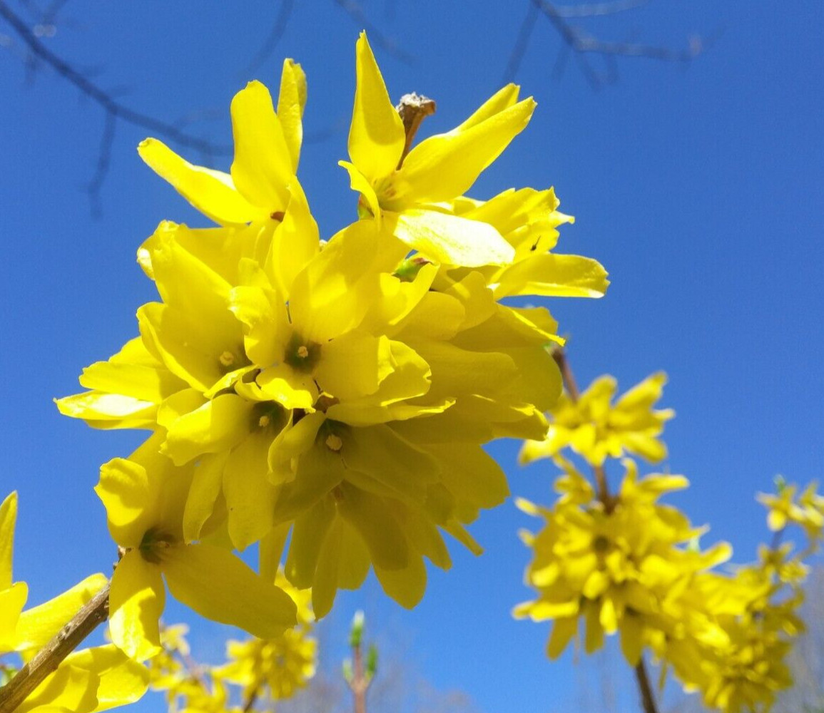 10+5 cuttings ‘Yellow Bell’ Forsythia, hardy bush, ornamental, privacy hedge