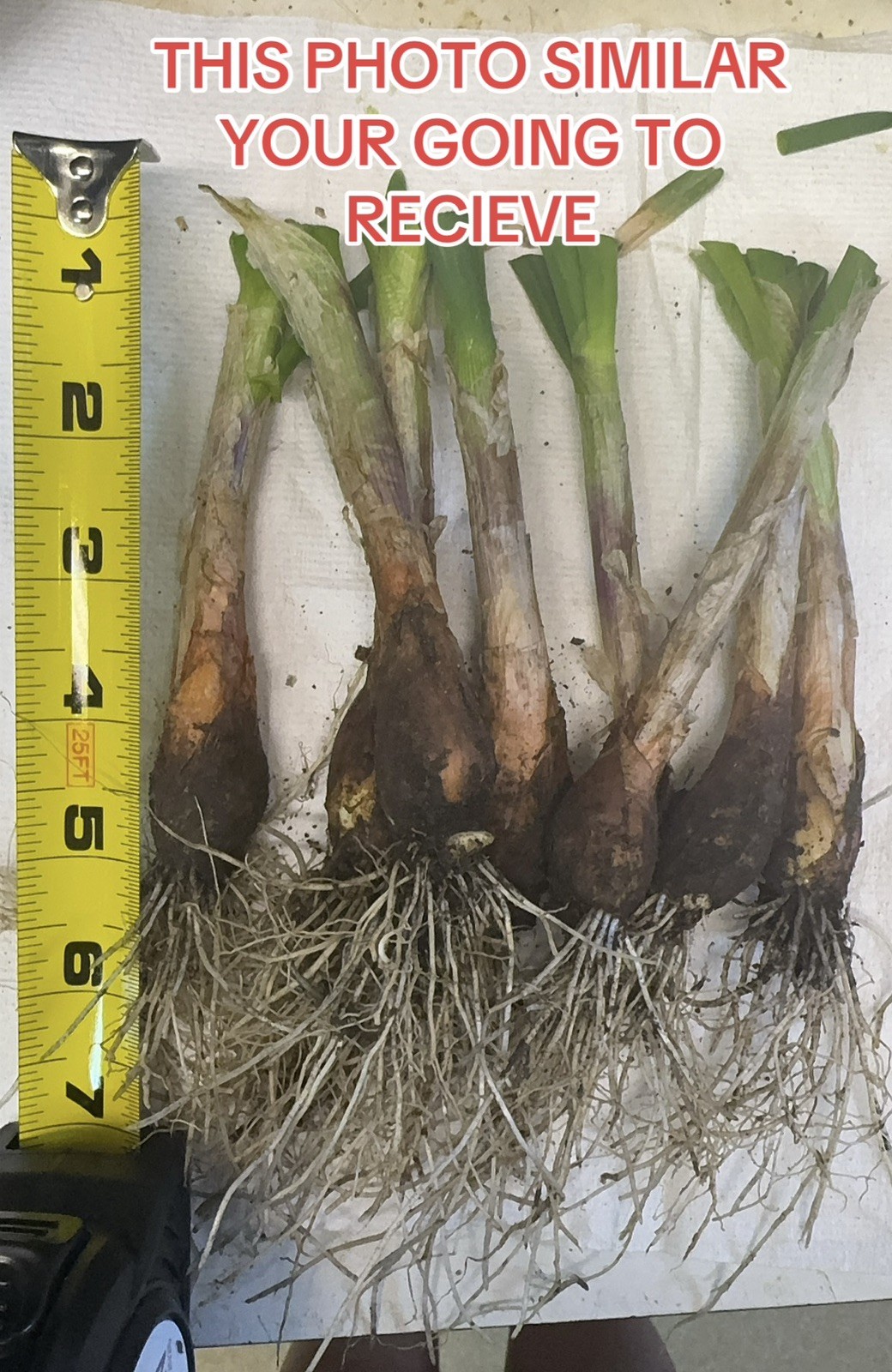 Egyptian Walking Onion Top Set Cluster of 25 plants matured plants see read