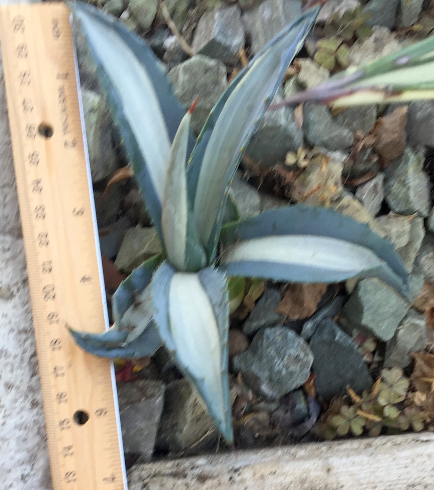 Agave Americana Mediopicta~Alba~Tuxedo~2Pups Rooted~VARIEGATED Strong 6″Bareroot