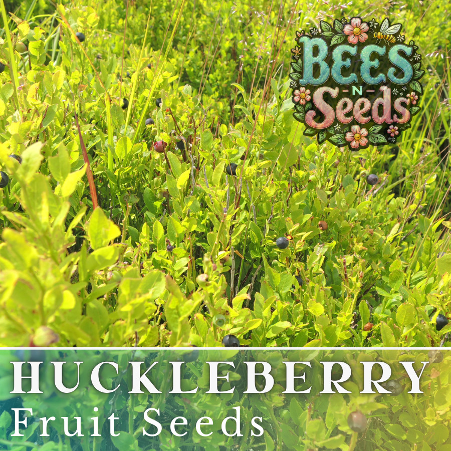 Woodland Huckleberry Seeds 125, 300 or 500 Seeds Flower, Flower Seeds, Non GMO