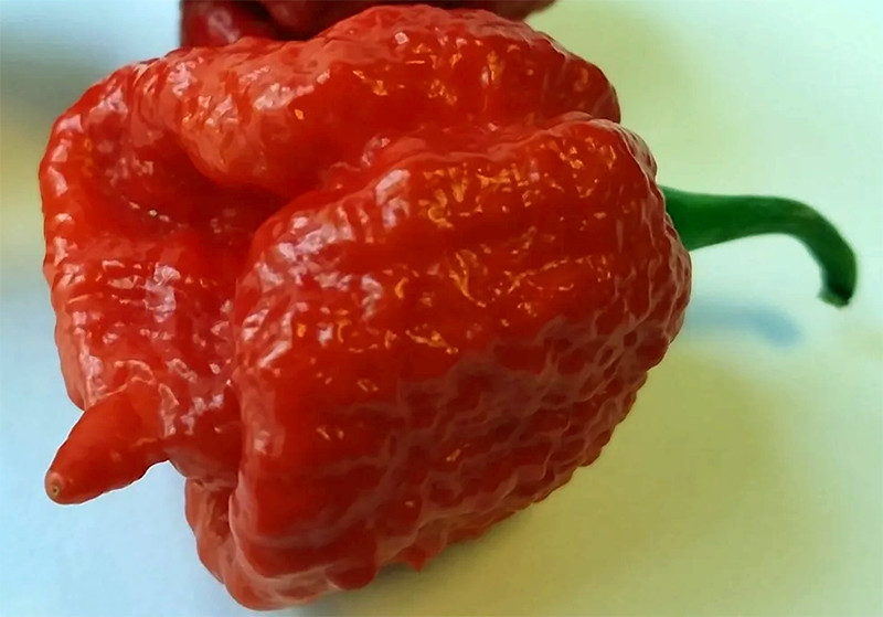 Trinidad Moruga Scorpion Super EXTREMELY HOT PEPPER!!! 10 Seeds Free Shipping!