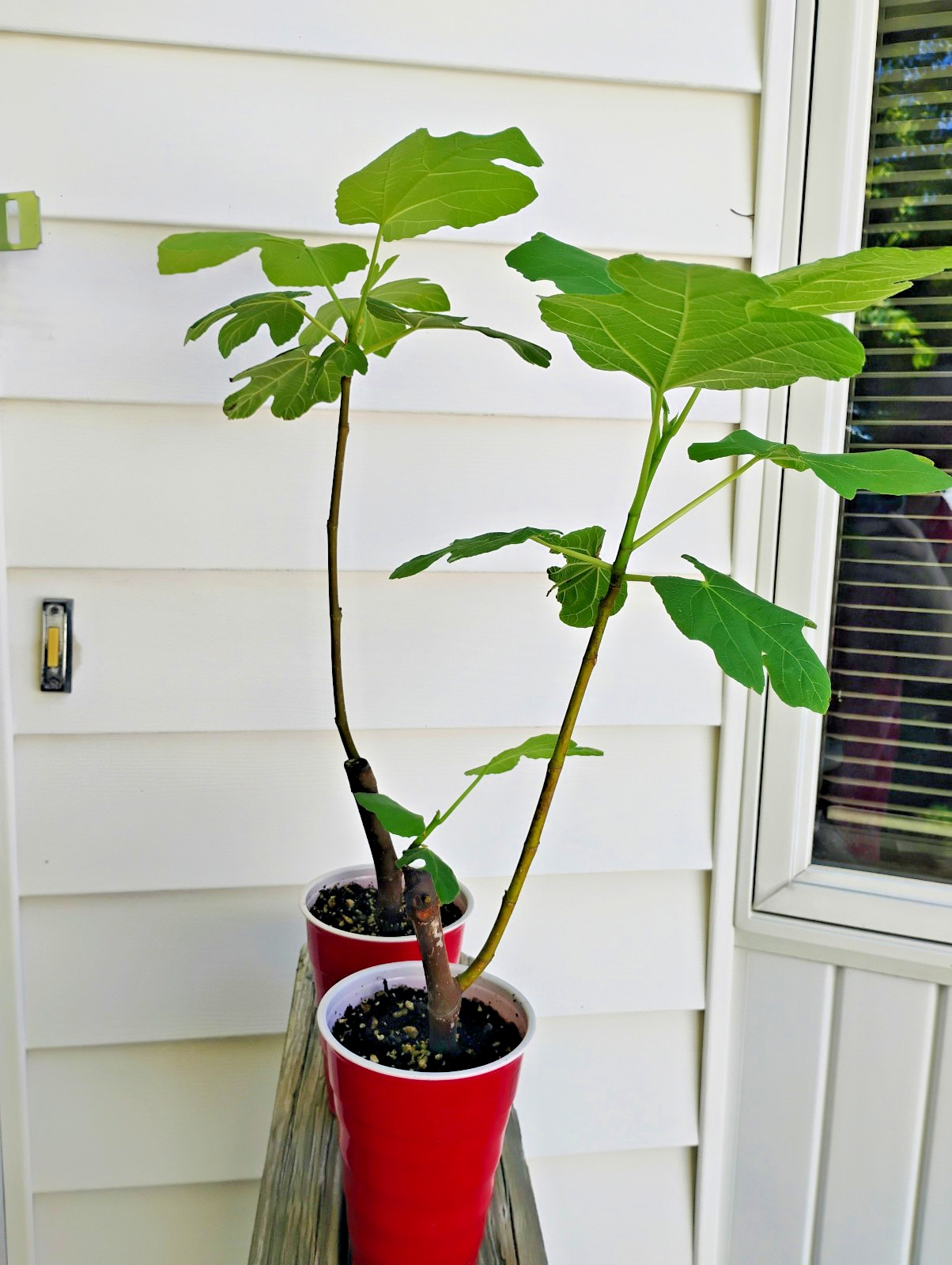 2 Italian 258 Fig Trees Ficus Carica 2 Healthy Cultivars 9″to 12″ H & 5″-7″ W