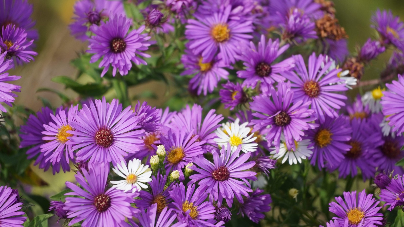 100 Purple NEW ENGLAND ASTER Novae var Angliae Michaelmas Daisy Flower Seeds