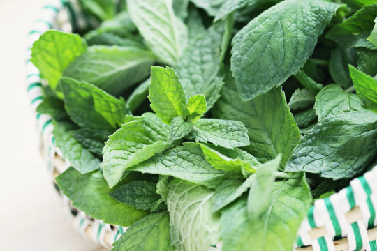 Culinary Spearmint {Mentha spicata} 200+ seeds Free US Shipping!