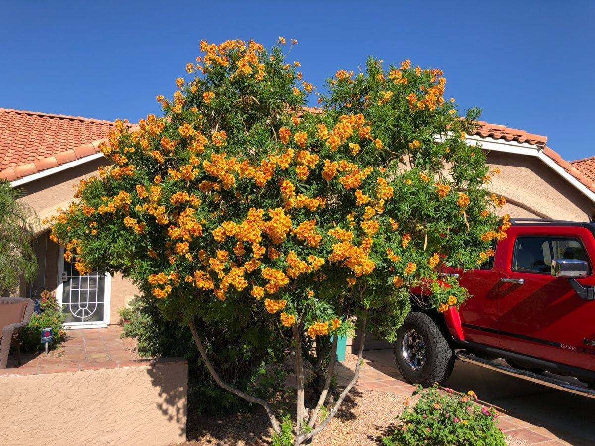 Orange Trumpet Bush, Orange Jubilee, Arizona Tecoma Stans (20 Seeds)