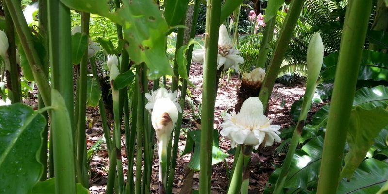 1x White Torch Ginger rhizome, Etlingera elatio. Free shipping w/ Free offer!