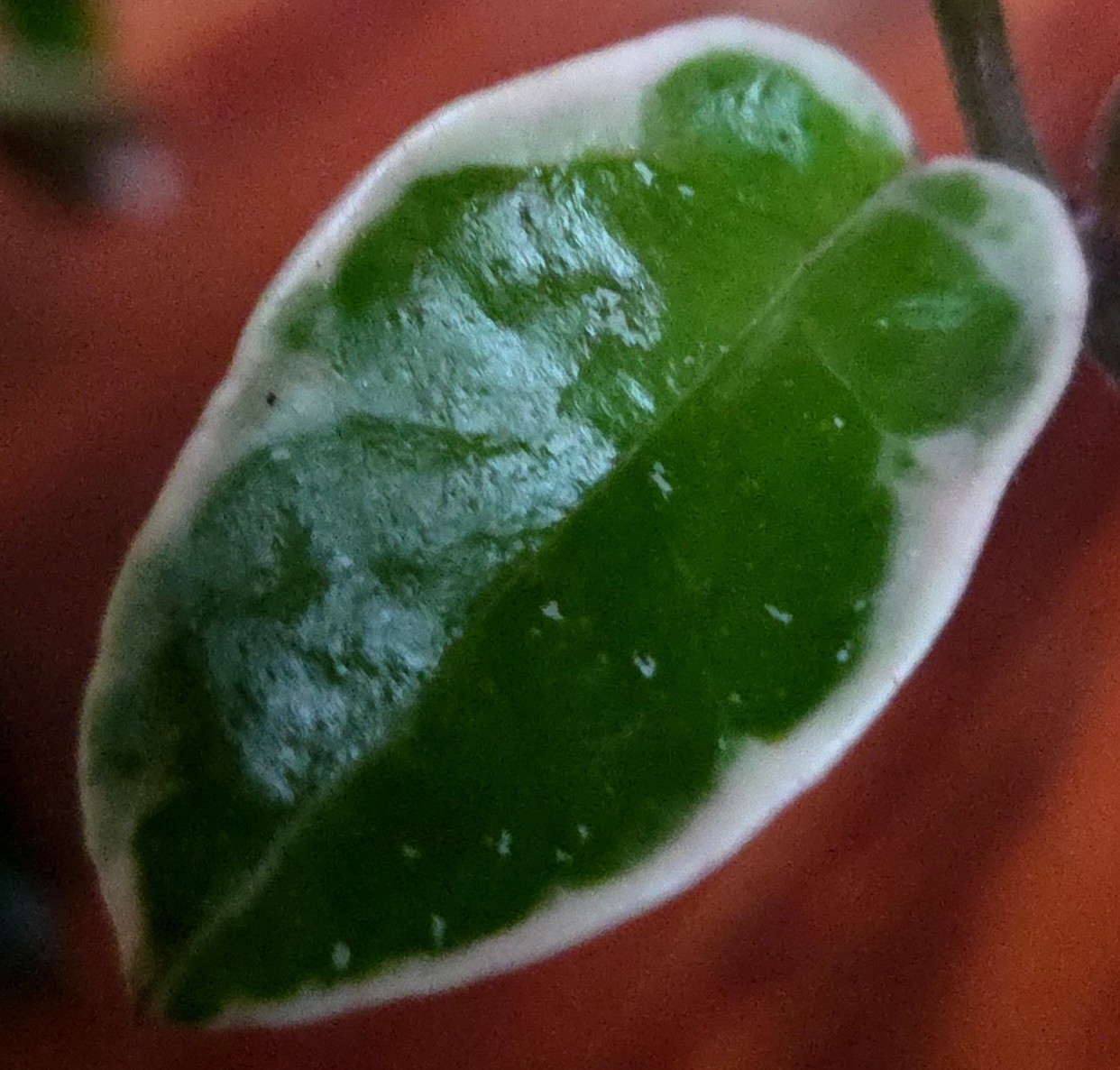 Rare Hoya Suzie Q Hybrid 8″ Tall Not Monstera Philodendron Aroid Anthurium
