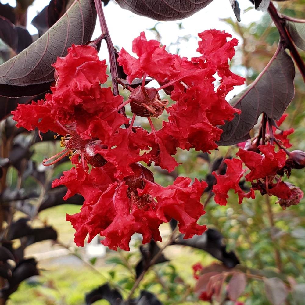 EBONY EMBERS Crepe Crape Myrtle Red Flowering Purple Black Foliage Tree Plant