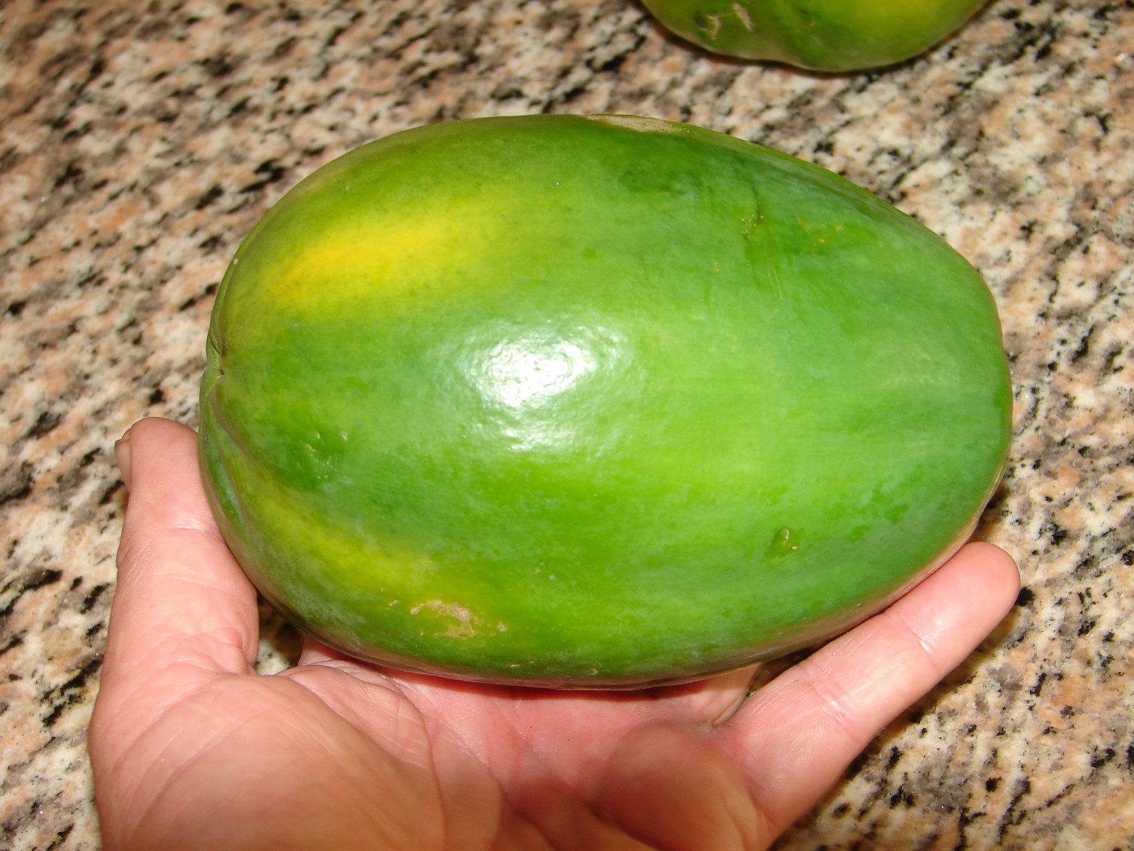 ~LAIE GOLD~ HYBRID PAPAYA Kamiya Yellow Flesh Solo X-77 UH Cultivar 60+ SEEDS