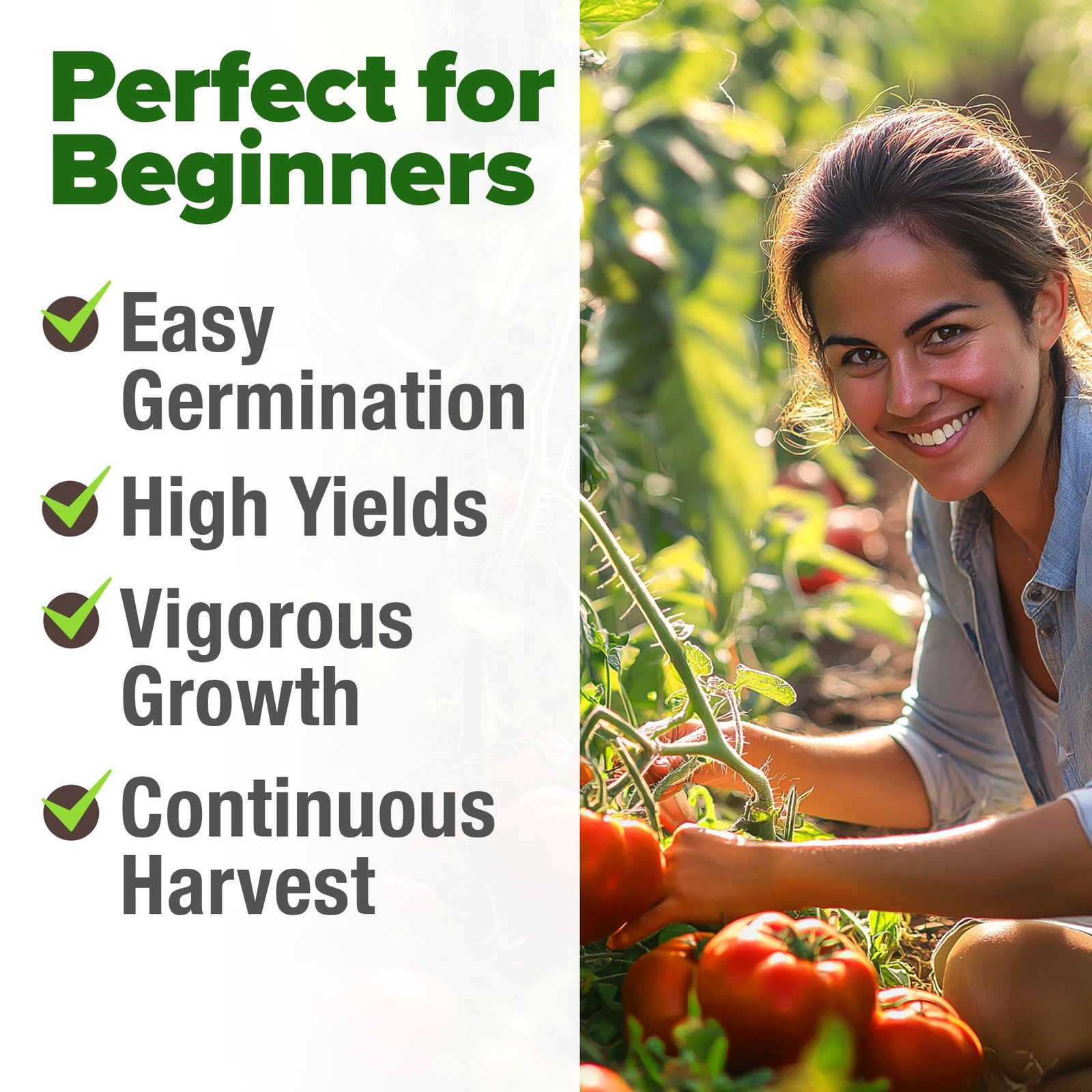 HOME GROWN Beefsteak Tomato Seeds 600+ Heirloom Non-GMO 2-Pack, Multi