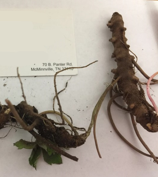 5 Wild Geranium Live Bareroots No Leaf – Geranium Maculatum – Hardy – Zones 3-8