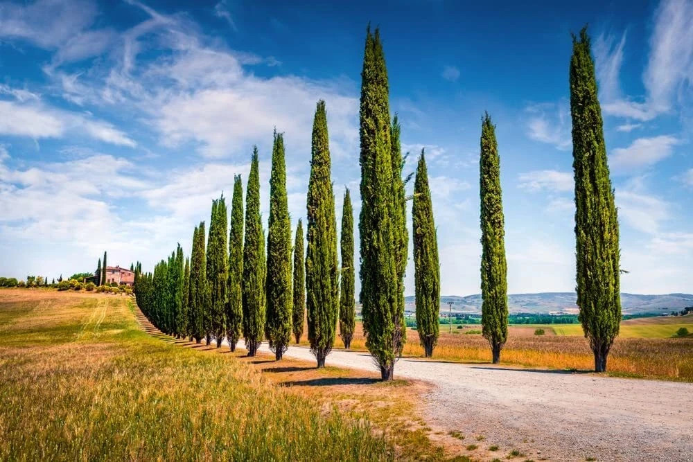 Italian Cypress Tree Seeds (Cupressus sempervirens stricta) Hardy to Zone 7