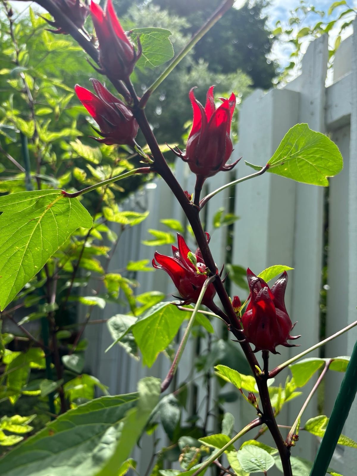 Roselle Hibiscus Seeds Red Sorrell Florida Cranberry Jamaican Tea – 15 Seeds