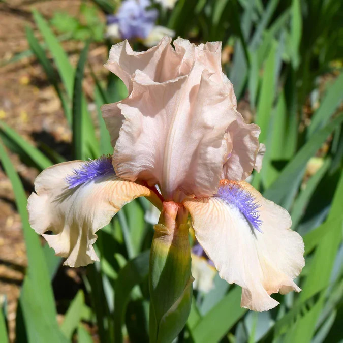 1 INT Bearded Iris Rhizome/Bulb~CONCERTINA~Perennial Flower~STRIKING Colors!