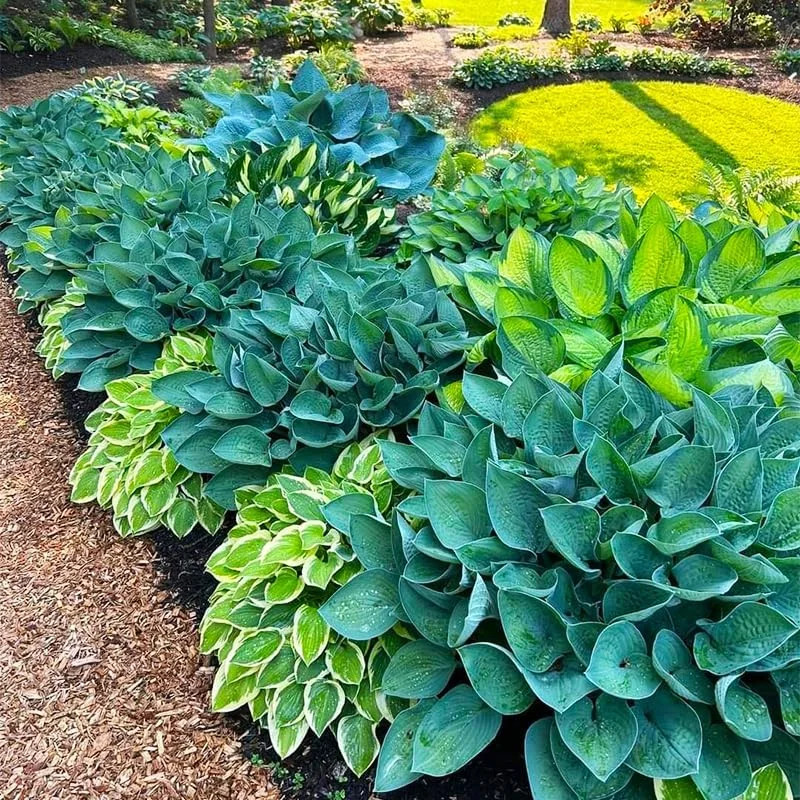 220+ Mixed Hosta Seeds for Planting – Perennial Garden Decoration Low Maintenanc