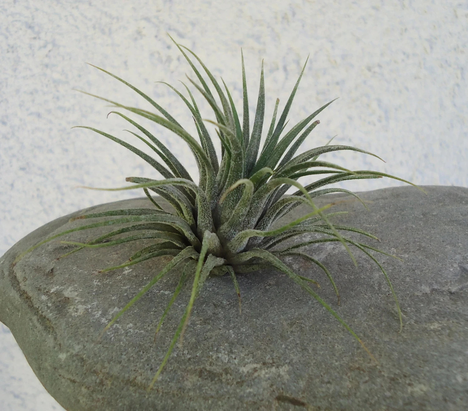 Tillandsia Ionantha Guatemala Air Plants