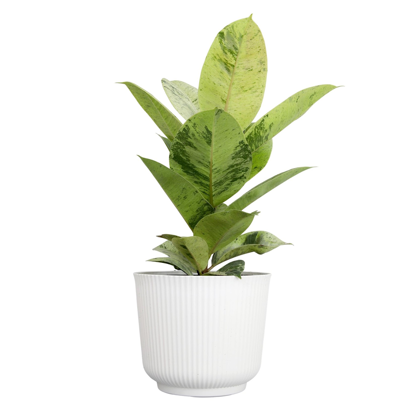 Ficus Shivereana Moonshine Rare Rubber Trees Unique Live Houseplant Decor In 6