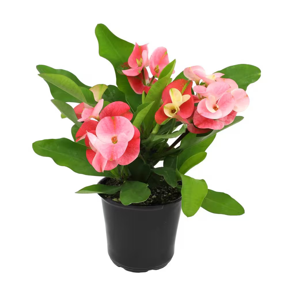 4.25 In. Euphorbia Milii with Pink Flowers Charlotte Variety Crown of Thorns Sin