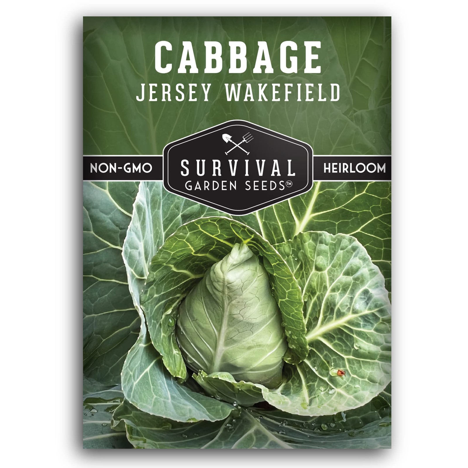 Jersey Wakefield Cabbage Seeds for Planting | Heirloom Non-GMO Early Green