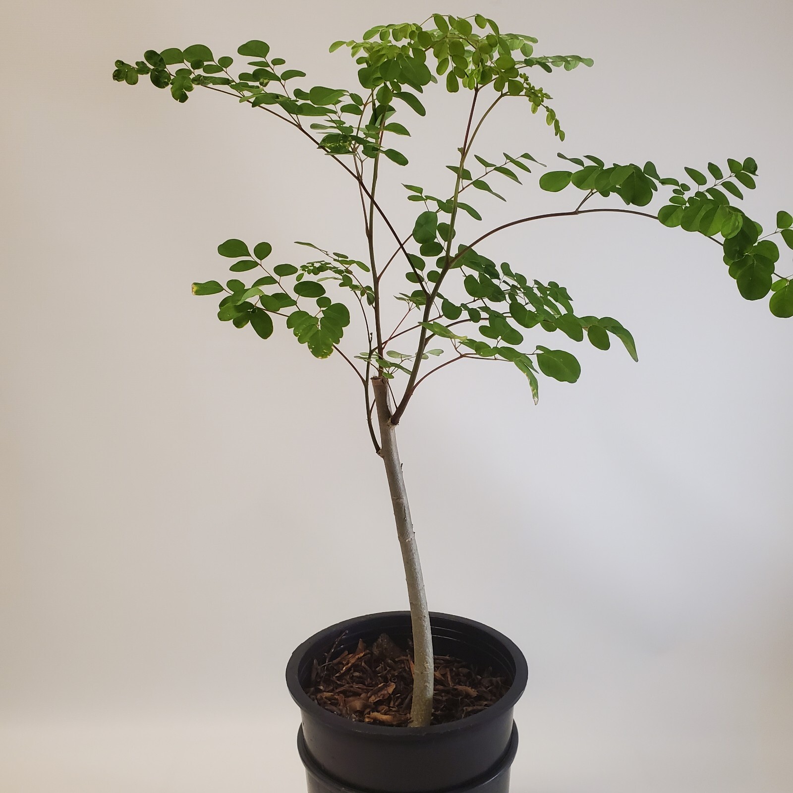 Moringa Oleifera Tree of Life Live Plant 3ft+- Save 6 Months of Growing Time