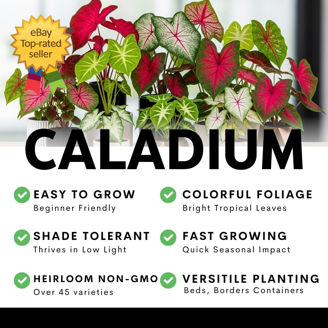 Desert Sunset Caladium Bulbs 4 Pack Sun Tolerant Pink Copper Vein Tropical Plant