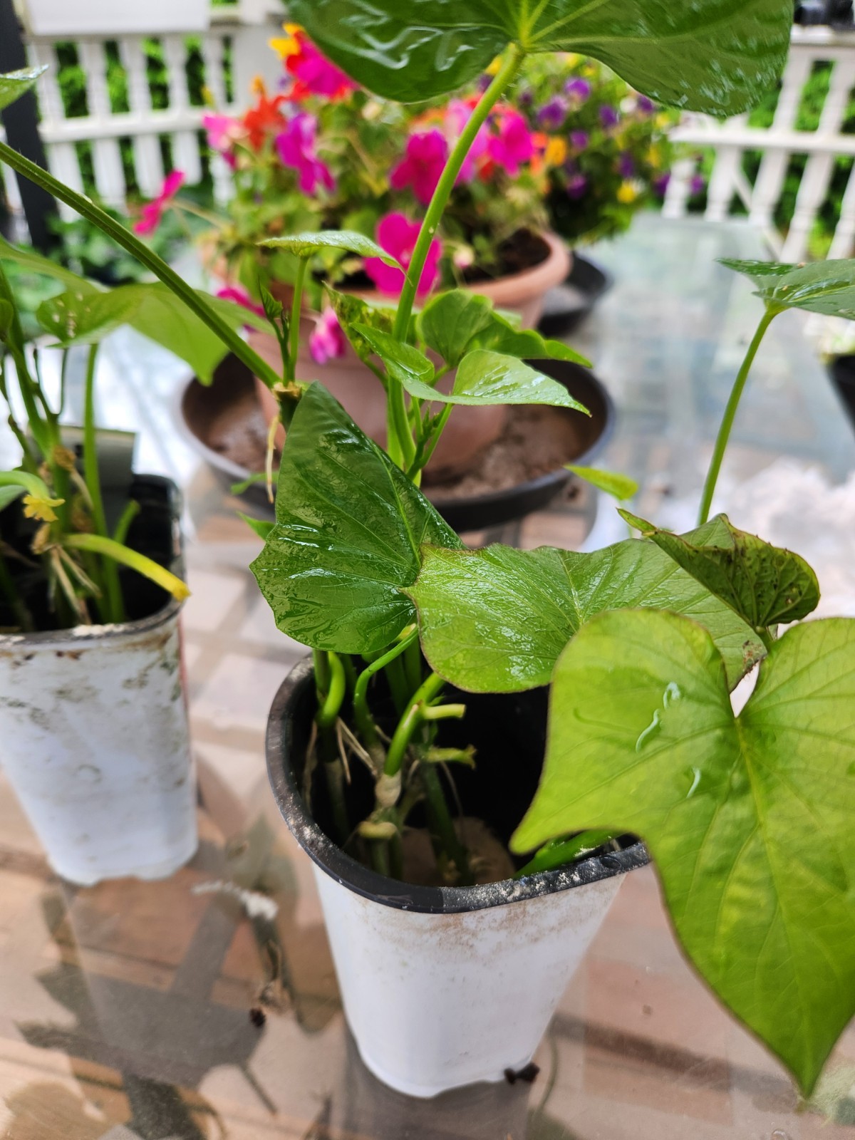 Japanese Red Sweet Potato Slips –Six 10″ Rooted Starter Plant –