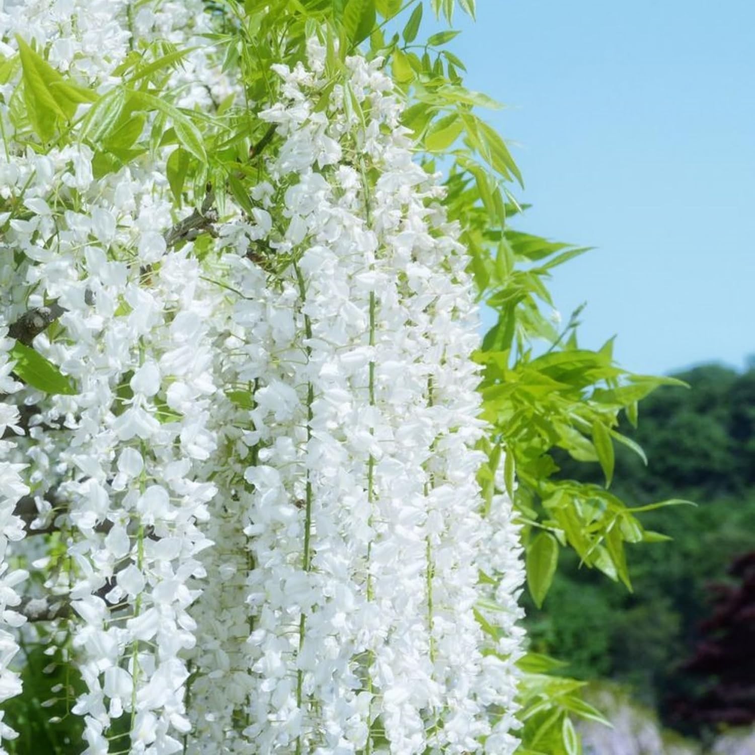 400+ Climbing Weeping Jasmine Flower Seeds for Planting Fragrant Plant Seeds Fou