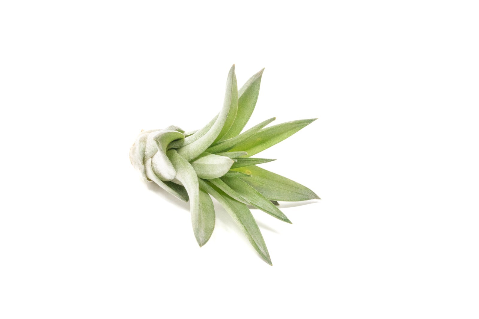 Air Plants Velutina – Live Succulent House Plants – Indoor/Outdoor Decor