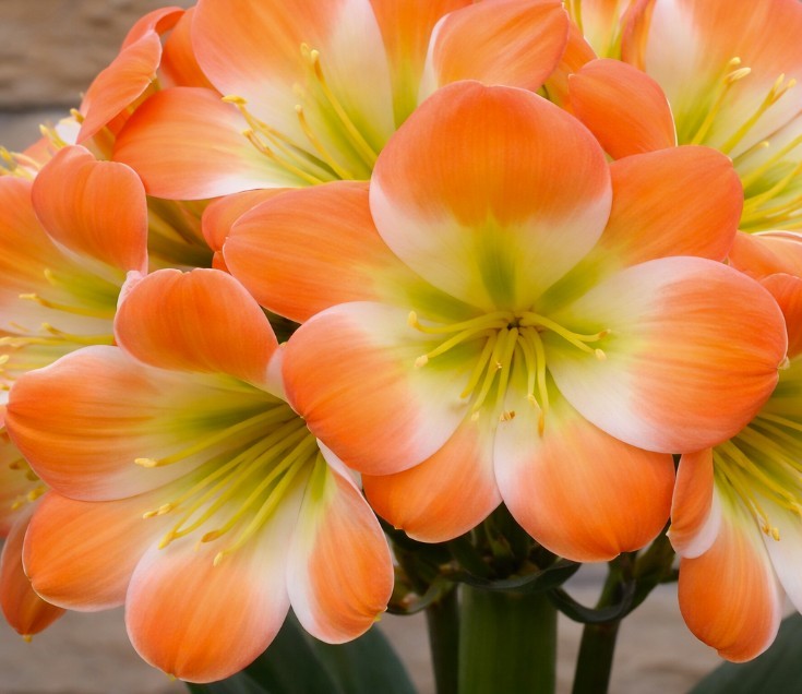 Clivia Touch Of Class X Self one plant