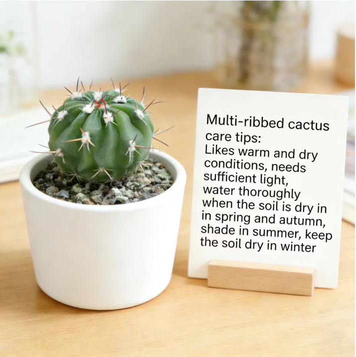 One of Special Beautiful SUCCULENT Cactus Red colour flower rooted plants