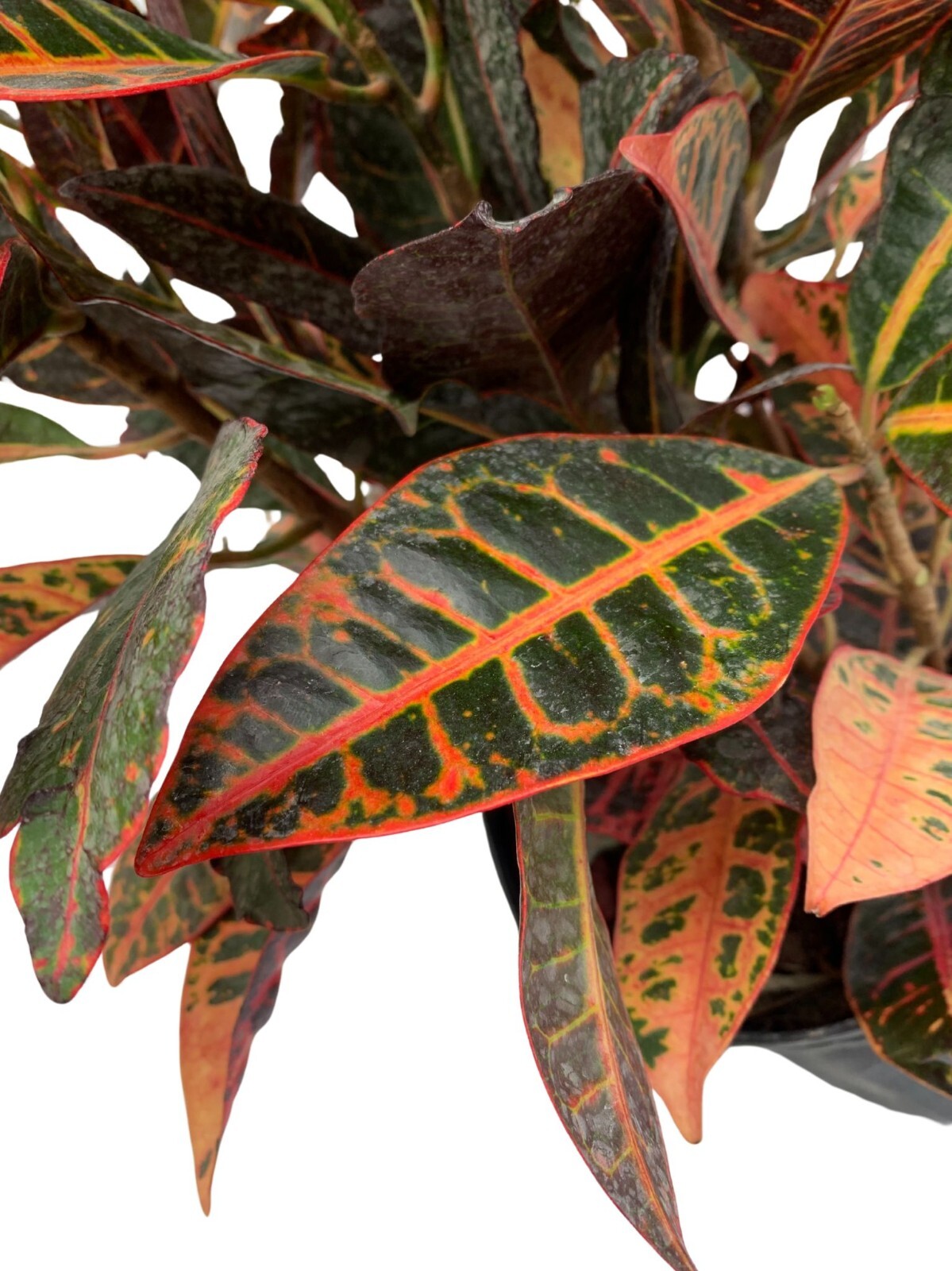 Croton Petra Live Plant 25 – 30 inches tall Tropical House Plant