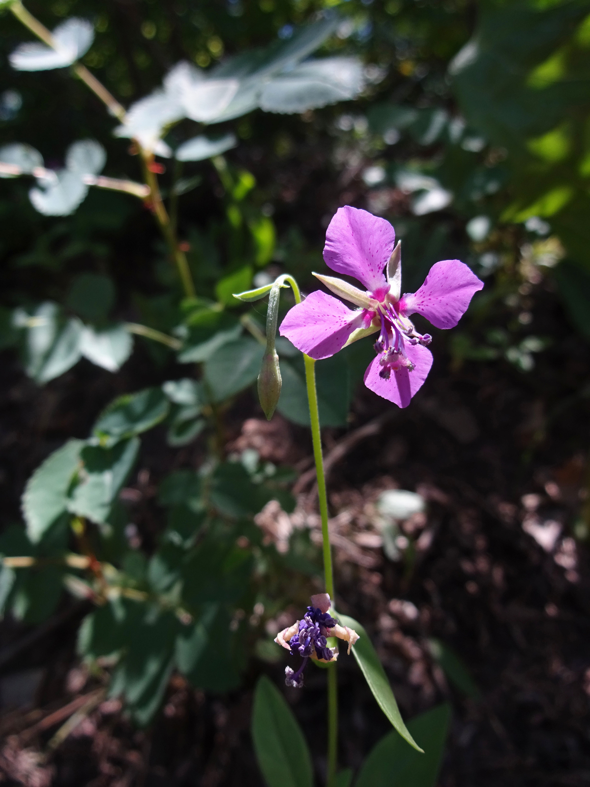 200 CLARKIA RHOMBOIDEA Seeds (Deerhorn Clarkia) | NON-GMO | Free shipping