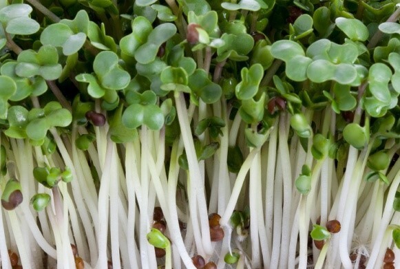 Organic Broccoli Microgreen Non-GMO Seeds for Sprouting or Planting 300 Seeds