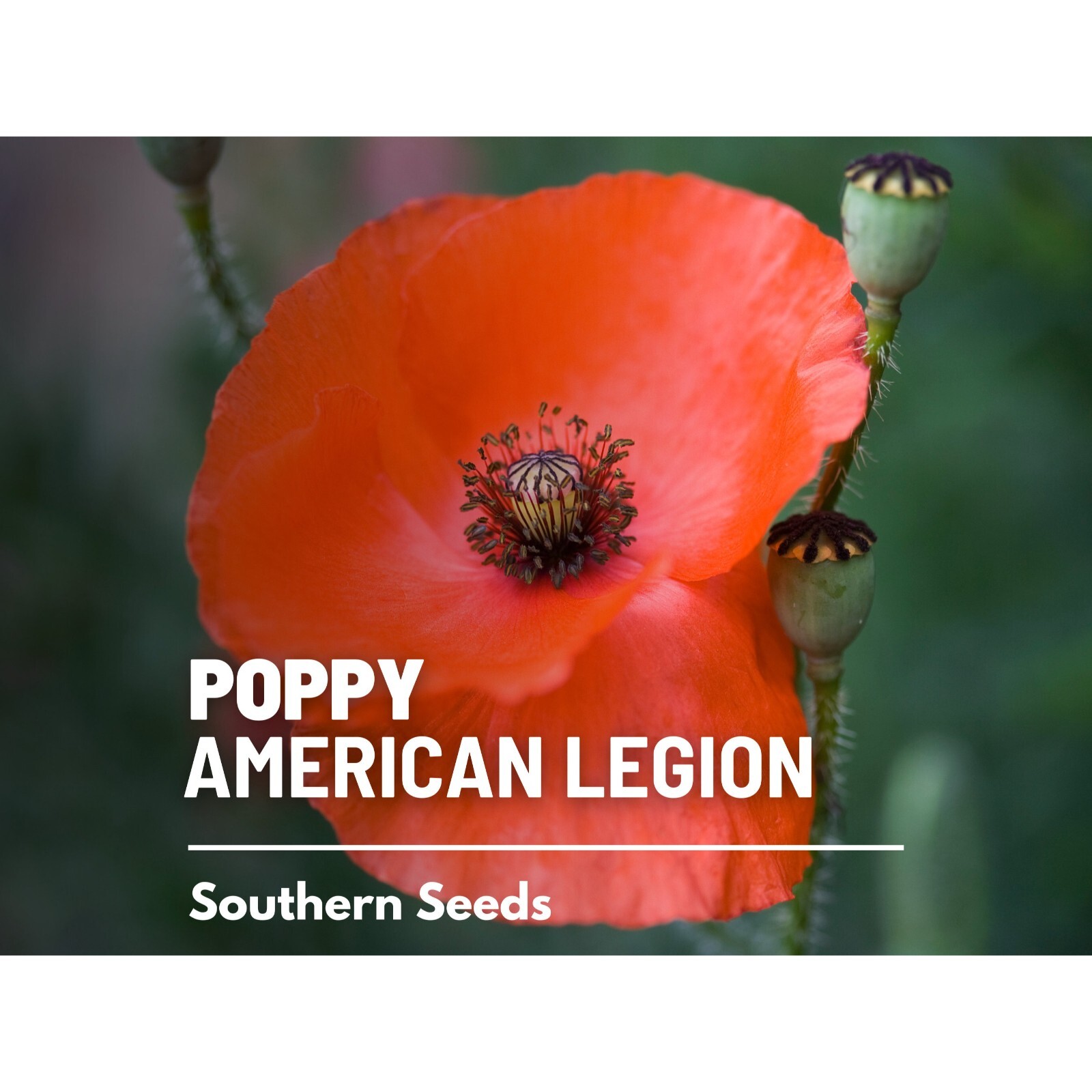 Poppy, American Legion – 100 Seeds – Heirloom Flower, Flanders, Red Corn Poppy,