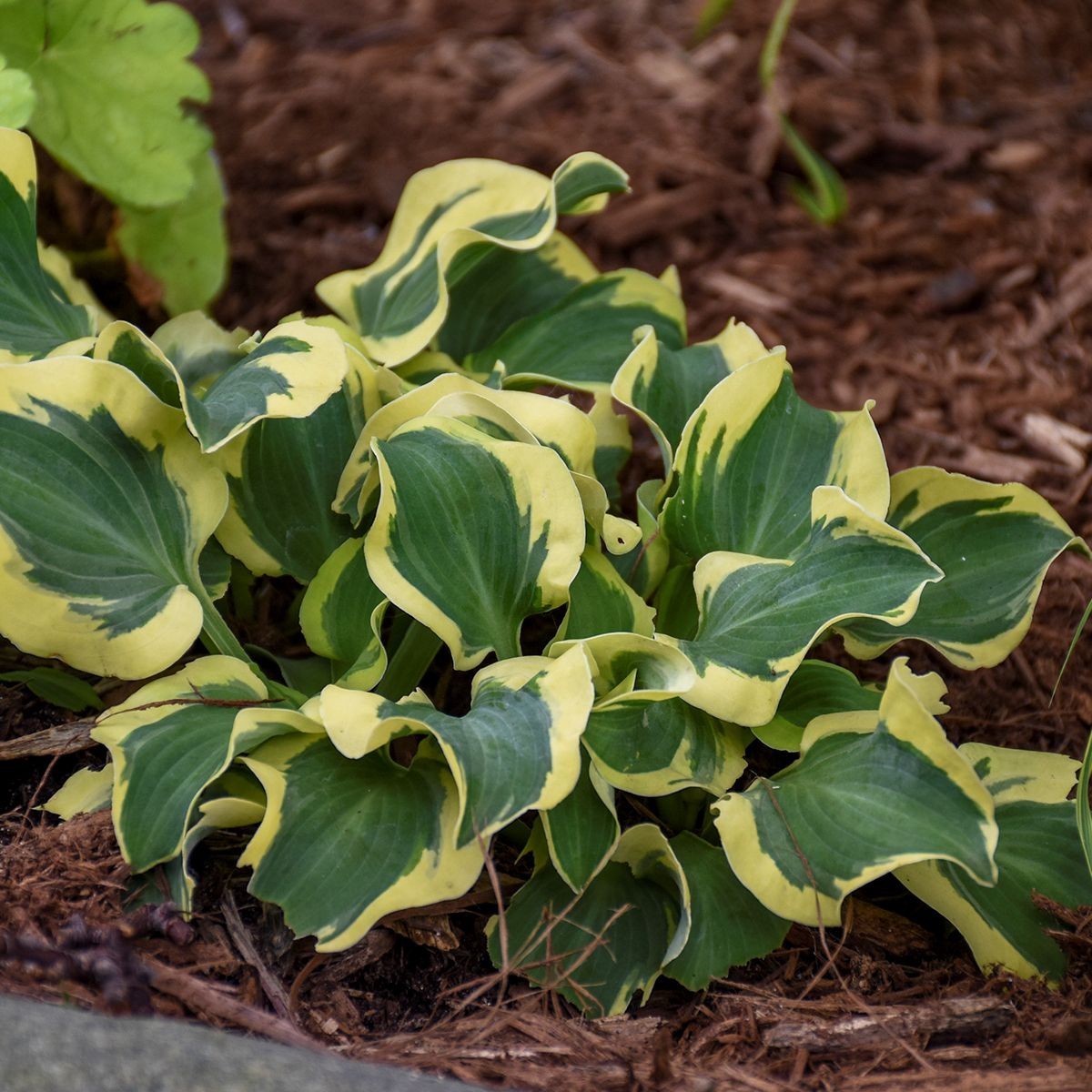 hosta MINI SKIRT mini thick small disease-free 2″ pot = 1 Live Potted Plant