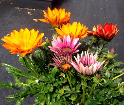 GAZANIA MIX Gazania Splenden – 1,000 Bulk Seeds
