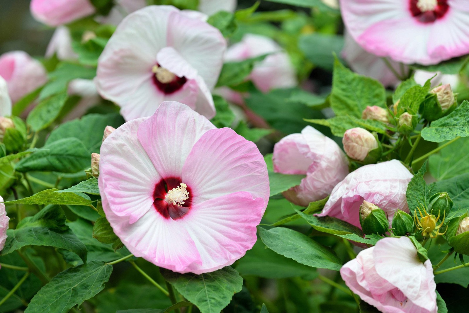 25 MIXED LUNA HIBISCUS Moscheutos Hardy Red, Hot Pink, Pink & White Swirl Seeds
