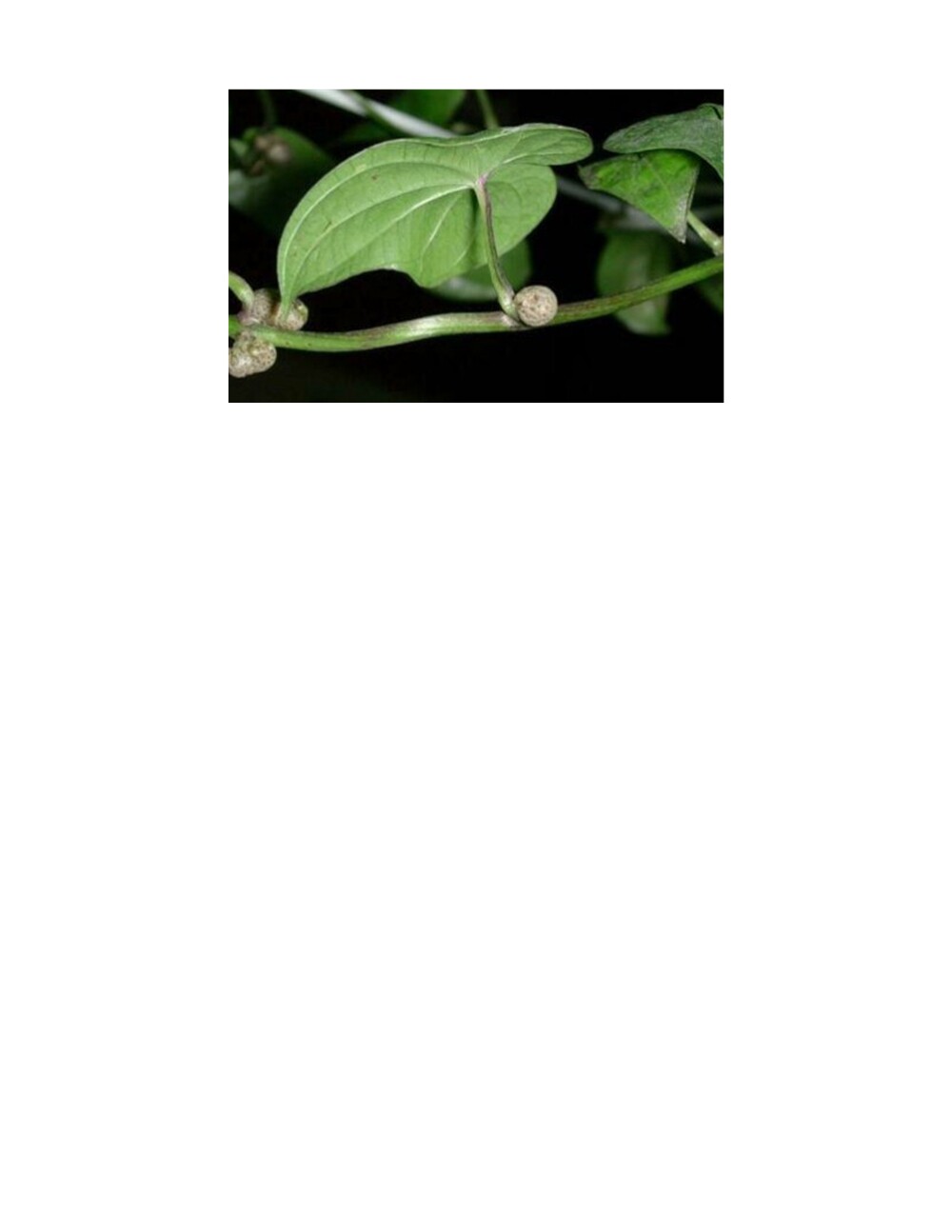 Dioscorea Japonica (Japanese Yam, Chinese Yam 山药) bean seeds, 25 Beans