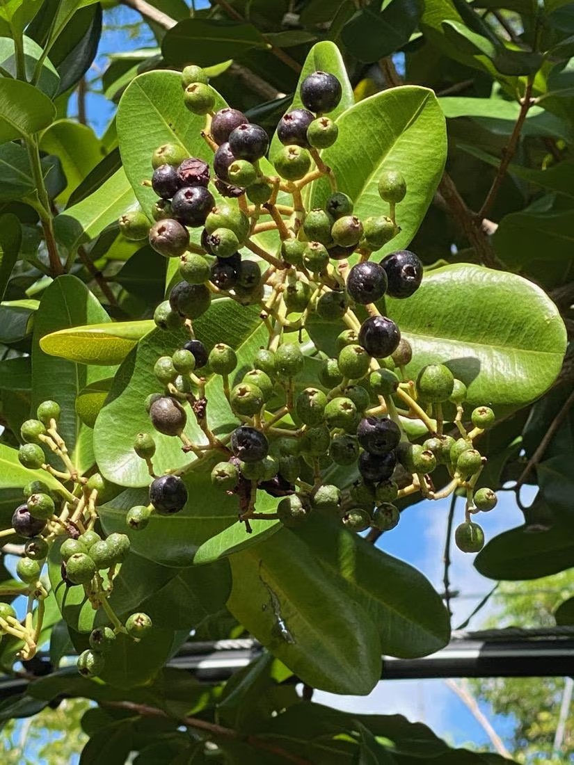 Allspice – Pimenta dioica – Jamaica Pepper – Live Plant!
